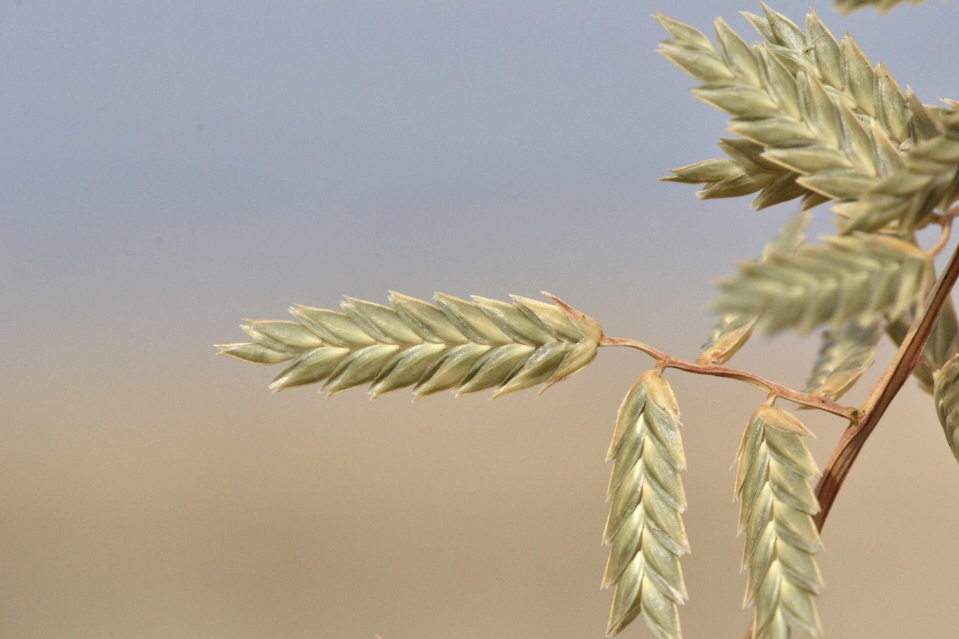 Eragrostis nindensis fruit