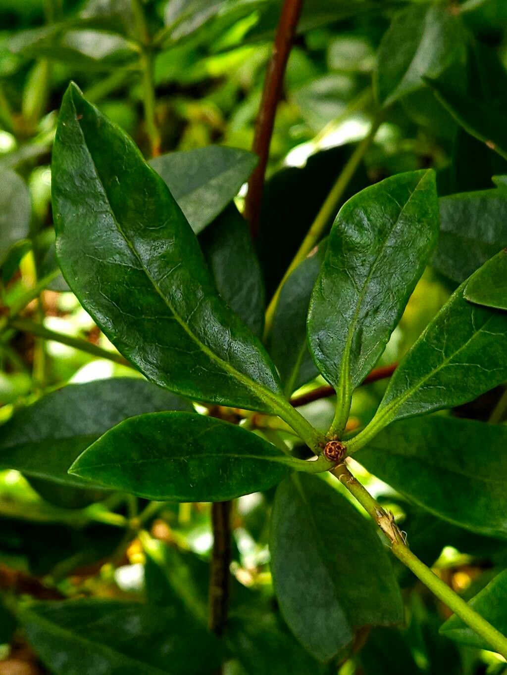 Rhododendron loranthiflorum leaf