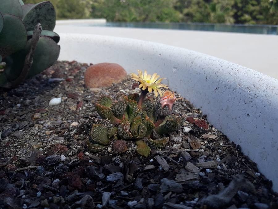 Aloinopsis luckhoffii habit
