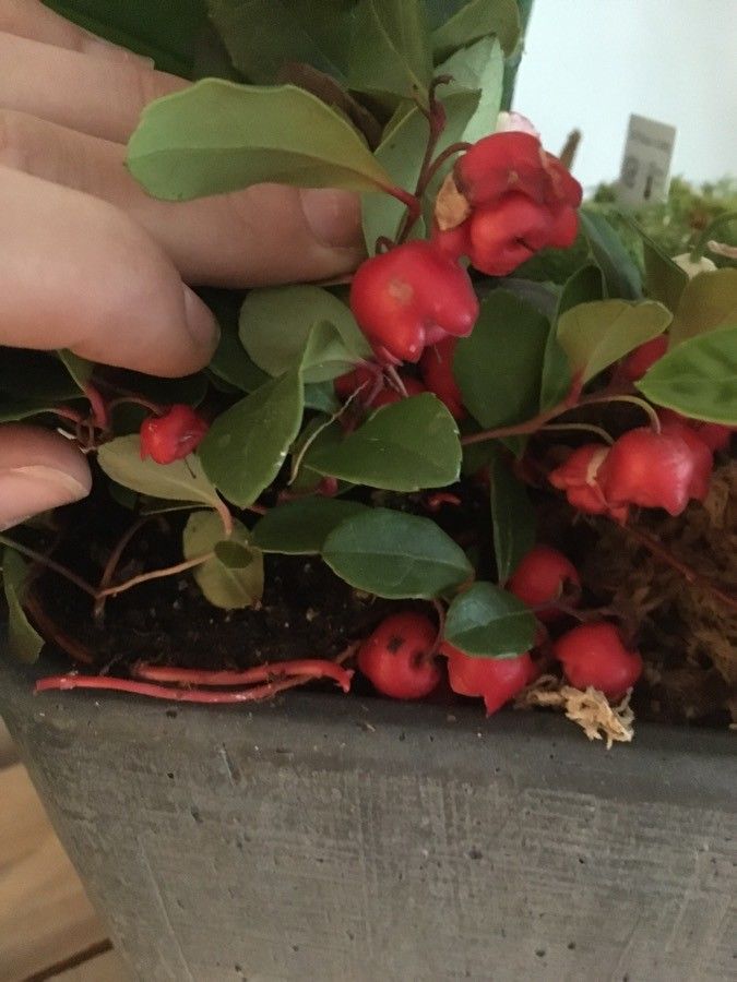 Gaultheria humifusa flower