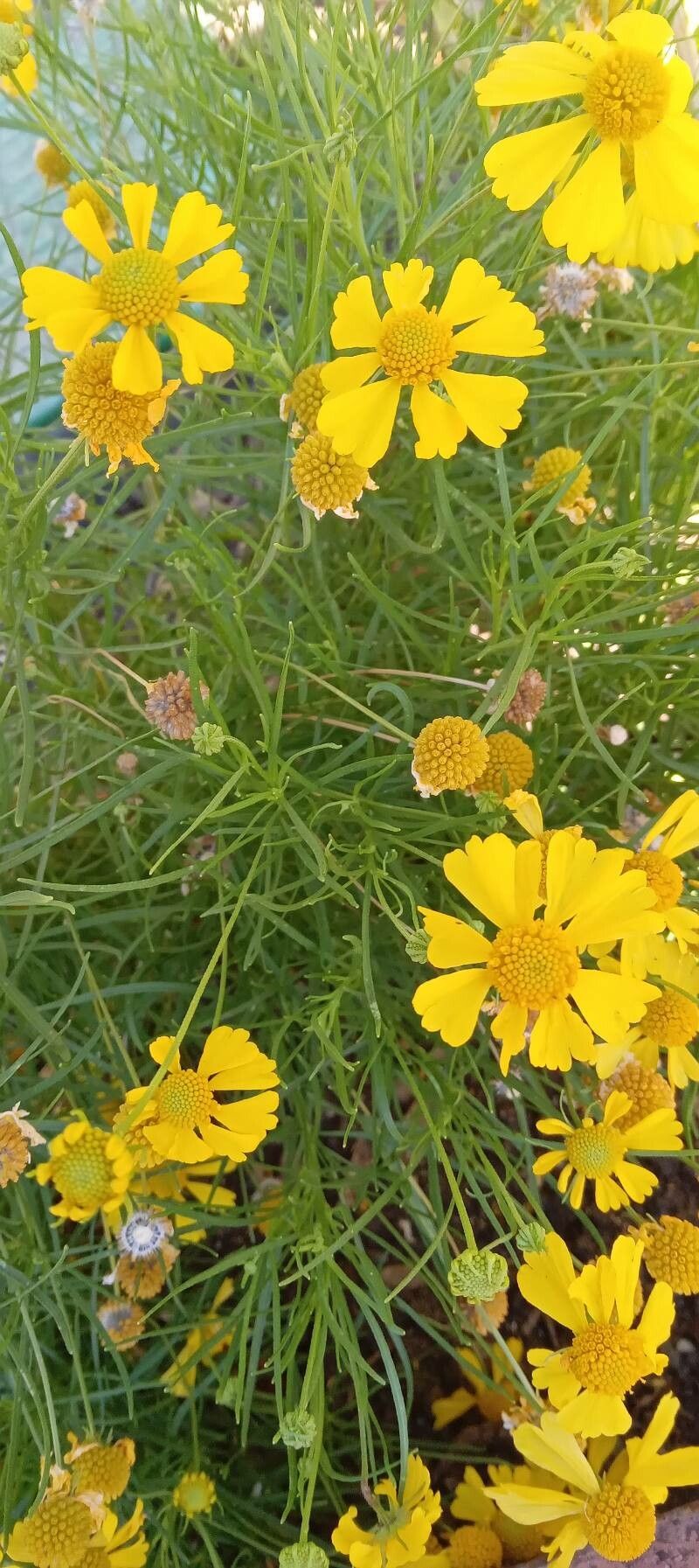Thymophylla tenuiloba habit
