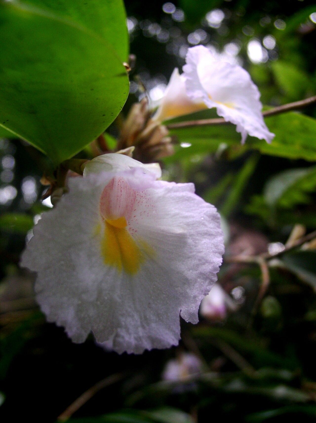 Costus lateriflorus — houseplant care guide