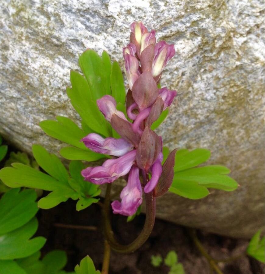 Corydalis cava flower