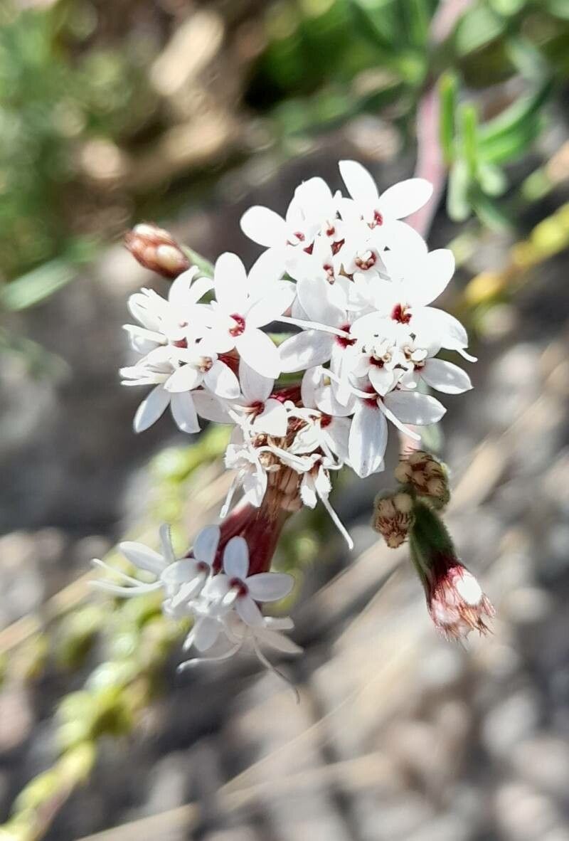 Stevia satureifolia flower