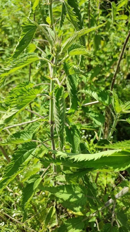 Urtica galeopsifolia habit