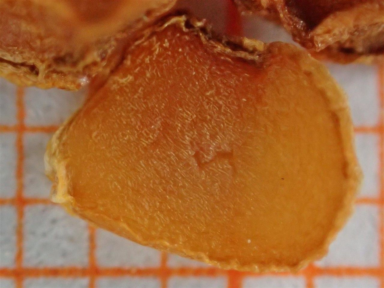 Tulipa sylvestris fruit