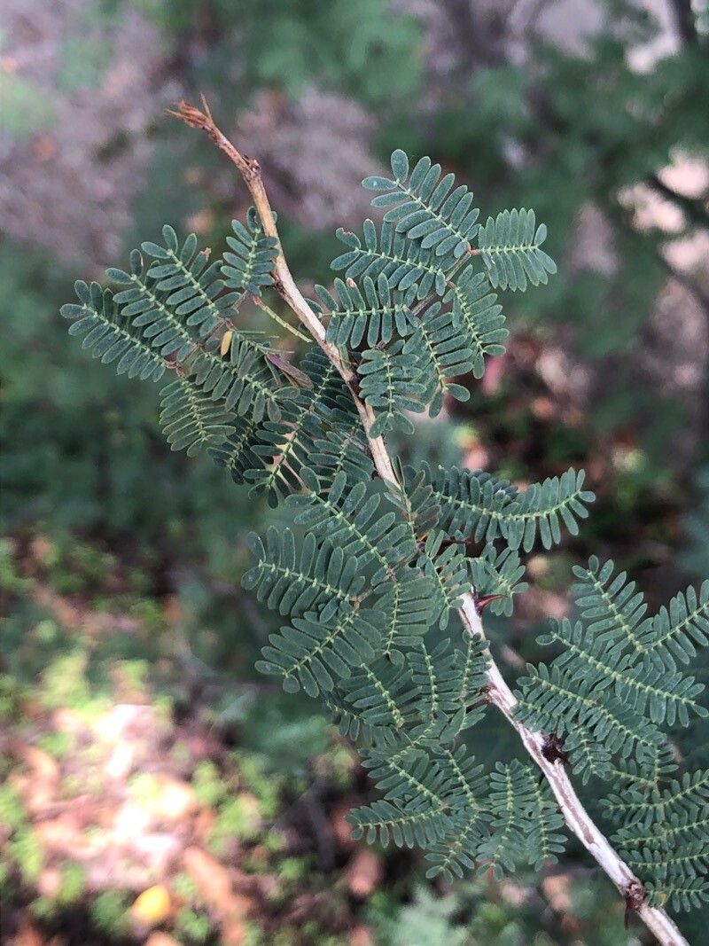 Mimosa aculeaticarpa leaf