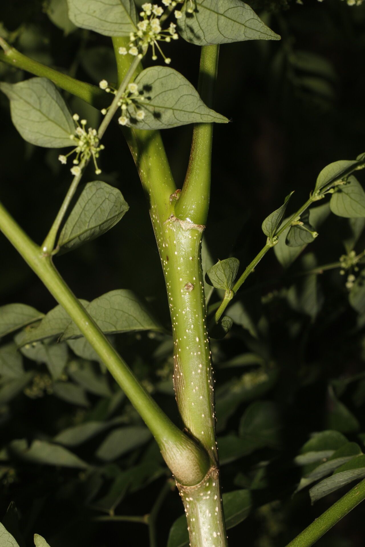 Phyllanthus anisolobus fruit