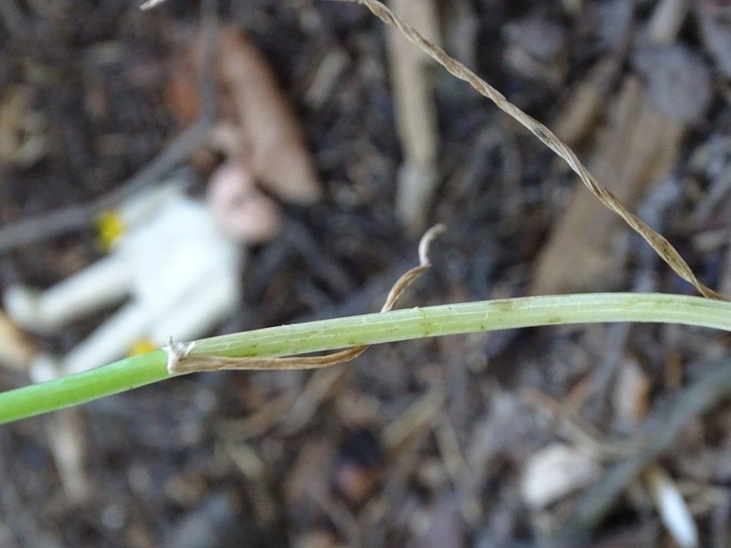 Allium oporinanthum bark