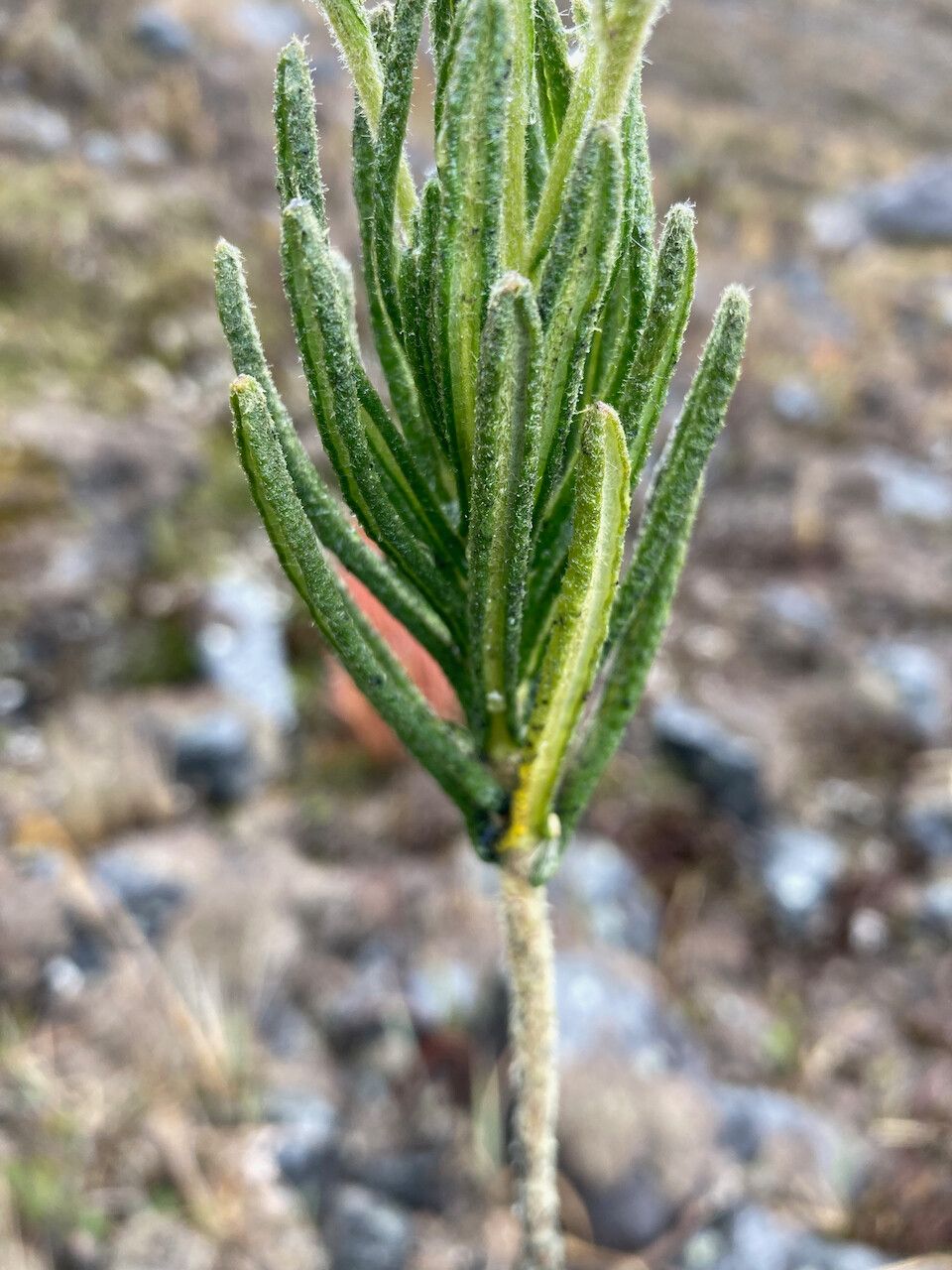 Diplostephium eriophorum leaf