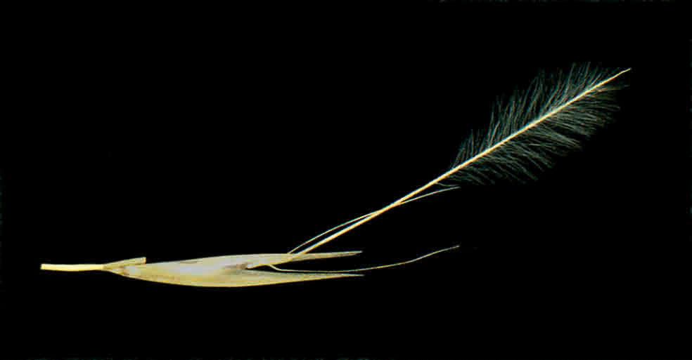 Stipagrostis acutiflora fruit