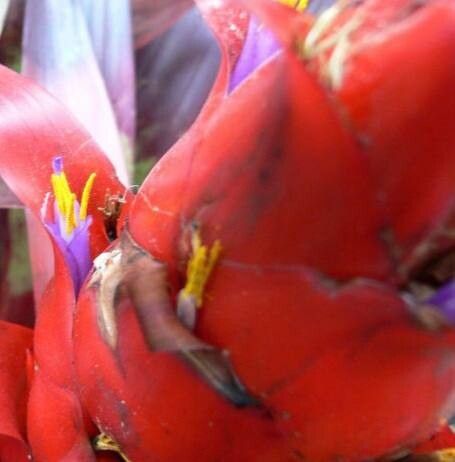 Tillandsia imperialis — houseplant care guide