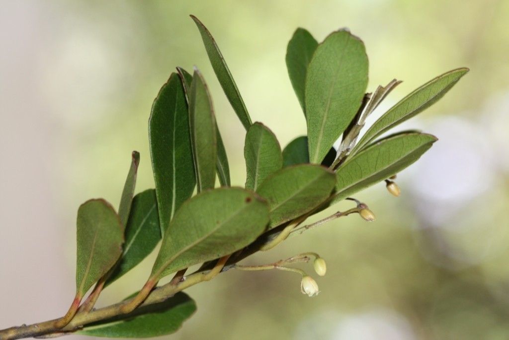 Elaeocarpus vaccinioides habit