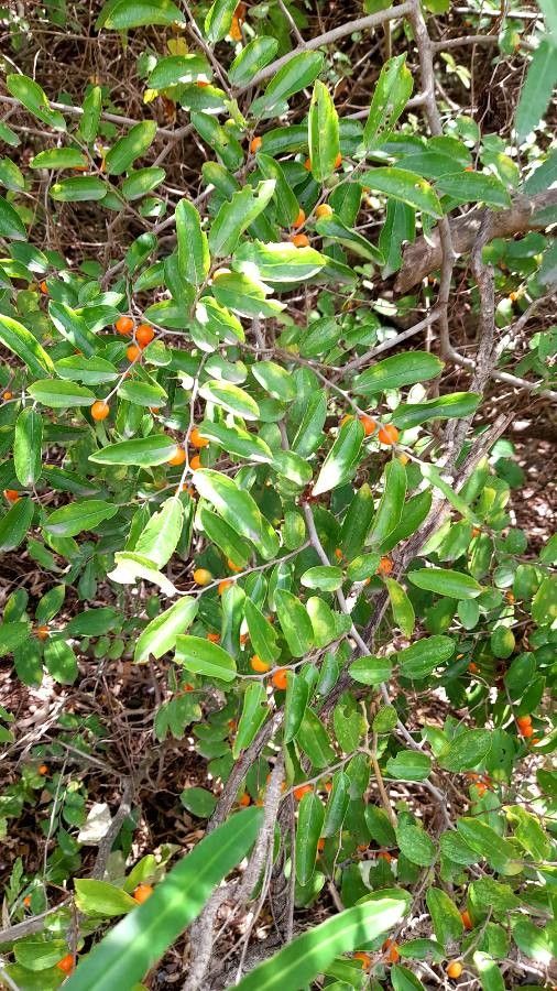 Celtis iguanaea other