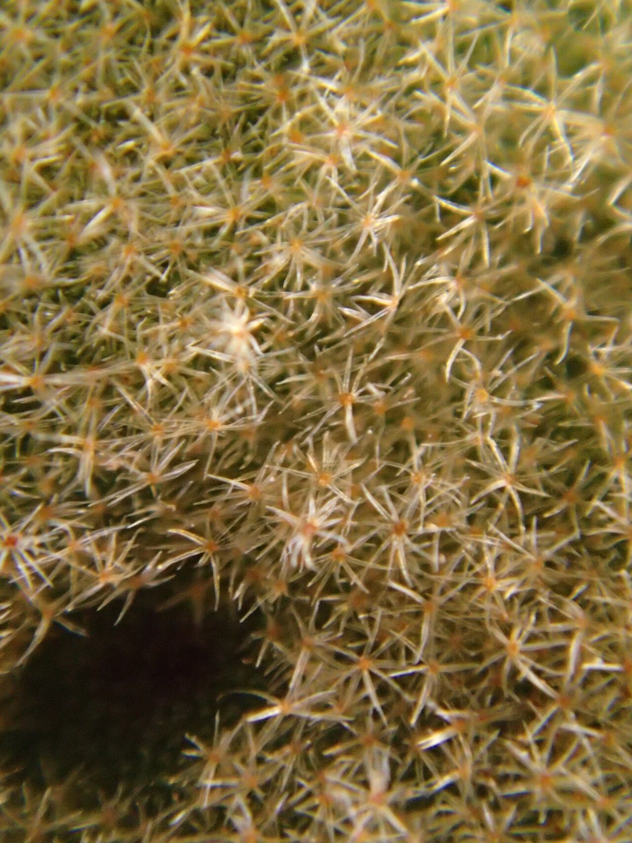 Platycerium elephantotis leaf