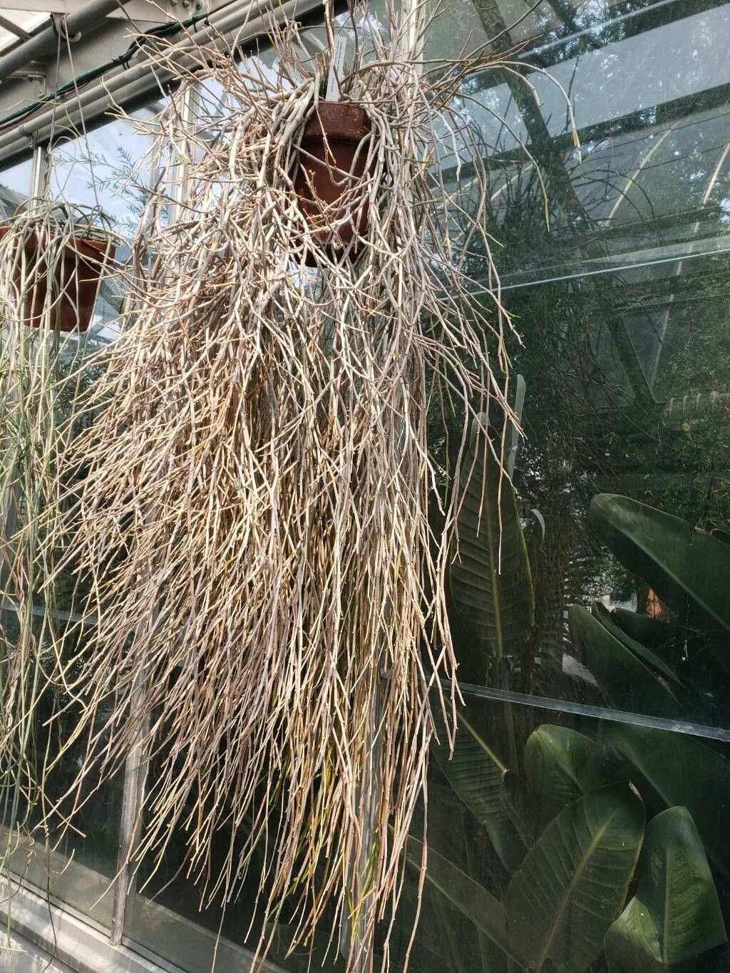 Cynanchum socotranum habit