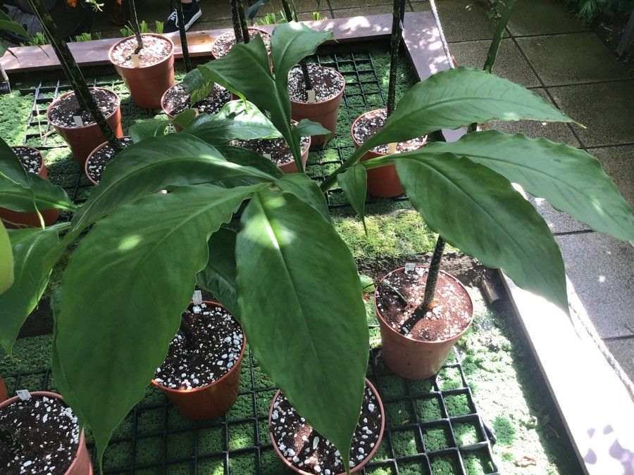 Amorphophallus titanum leaf