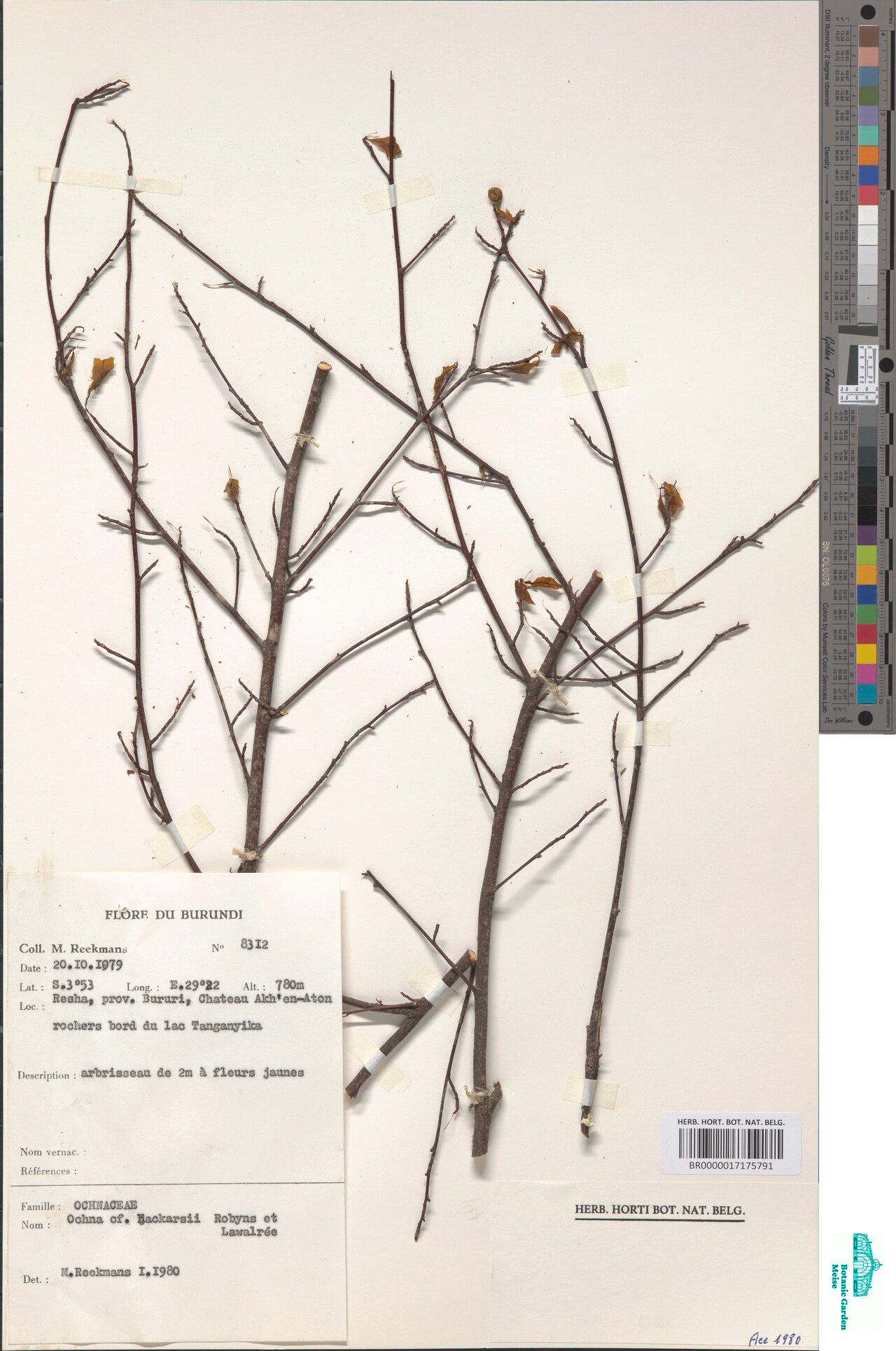 Ochna hackarsii — houseplant care guide