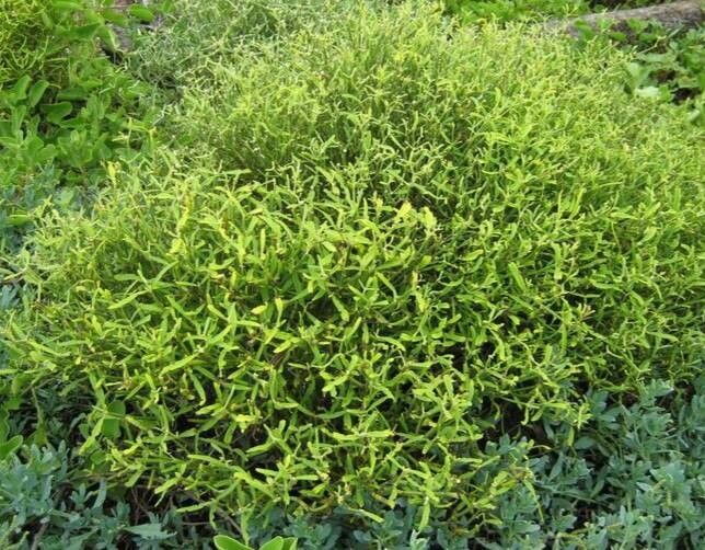 Alternanthera filifolia — search result for 'Alternanthera'