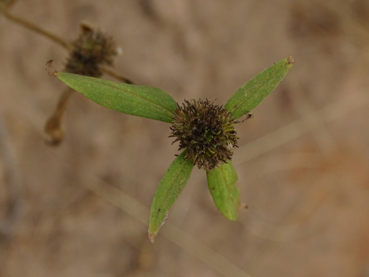 Mitracarpus hirtus flower