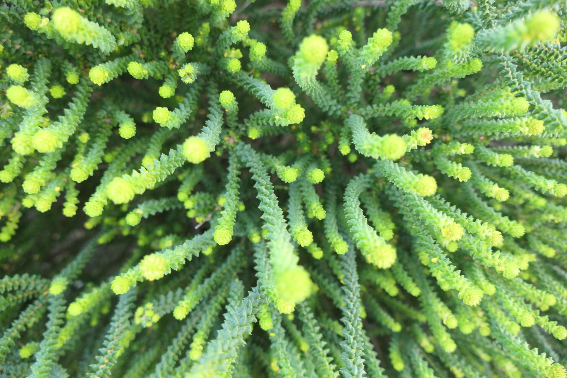 Agathosma gonaquensis — search result for 'Rutaceae'