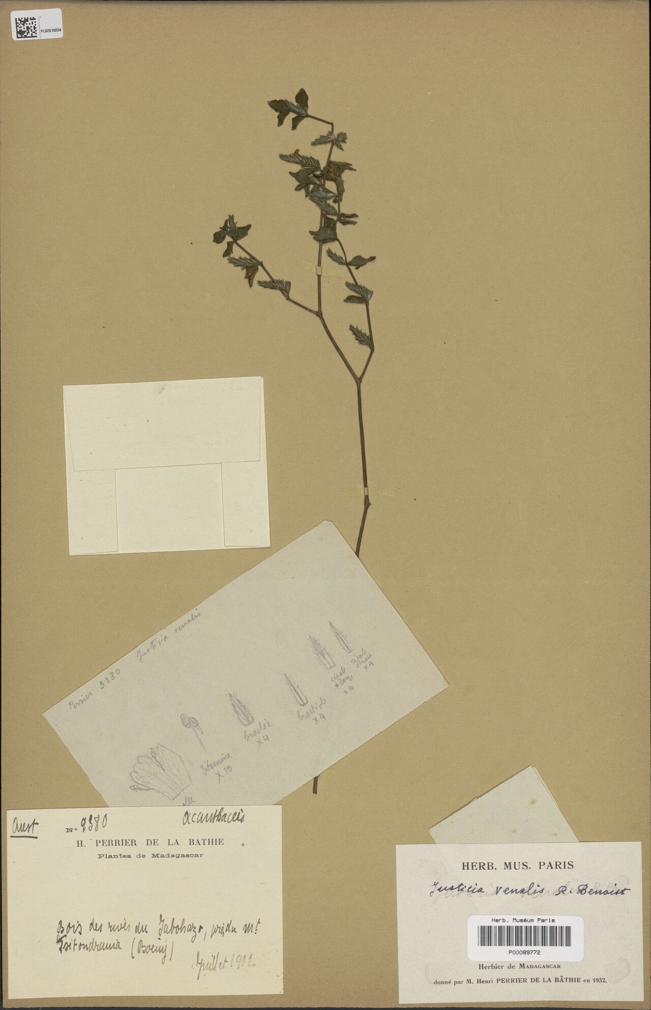 Justicia venalis — houseplant care guide