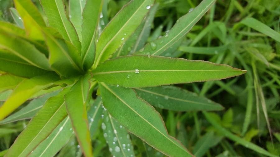 Euphorbia palustris leaf