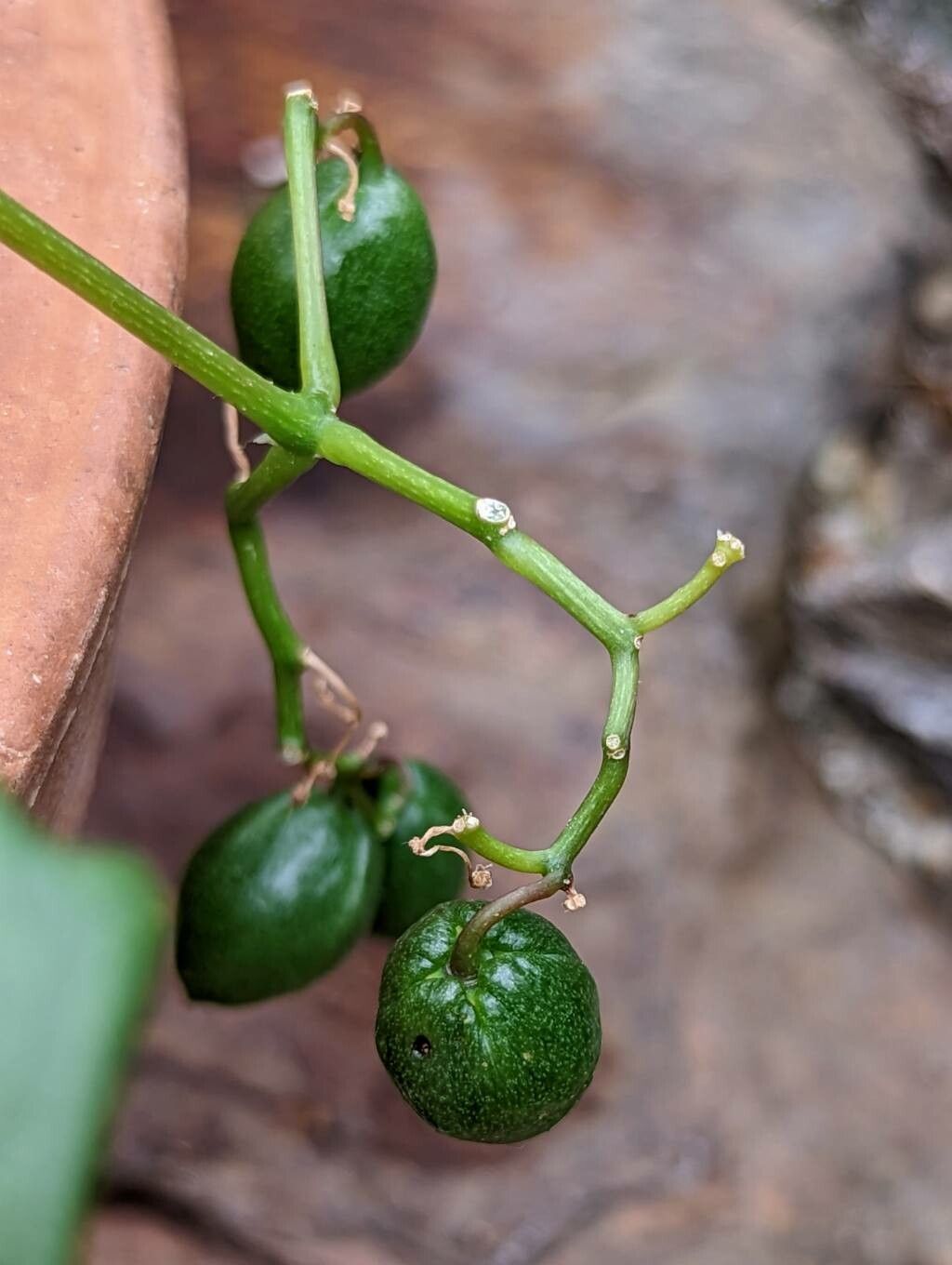 Cyphostemma quinatum fruit