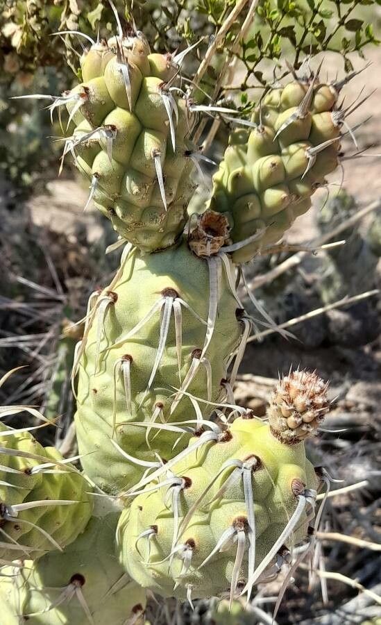 Opuntia articulata bark