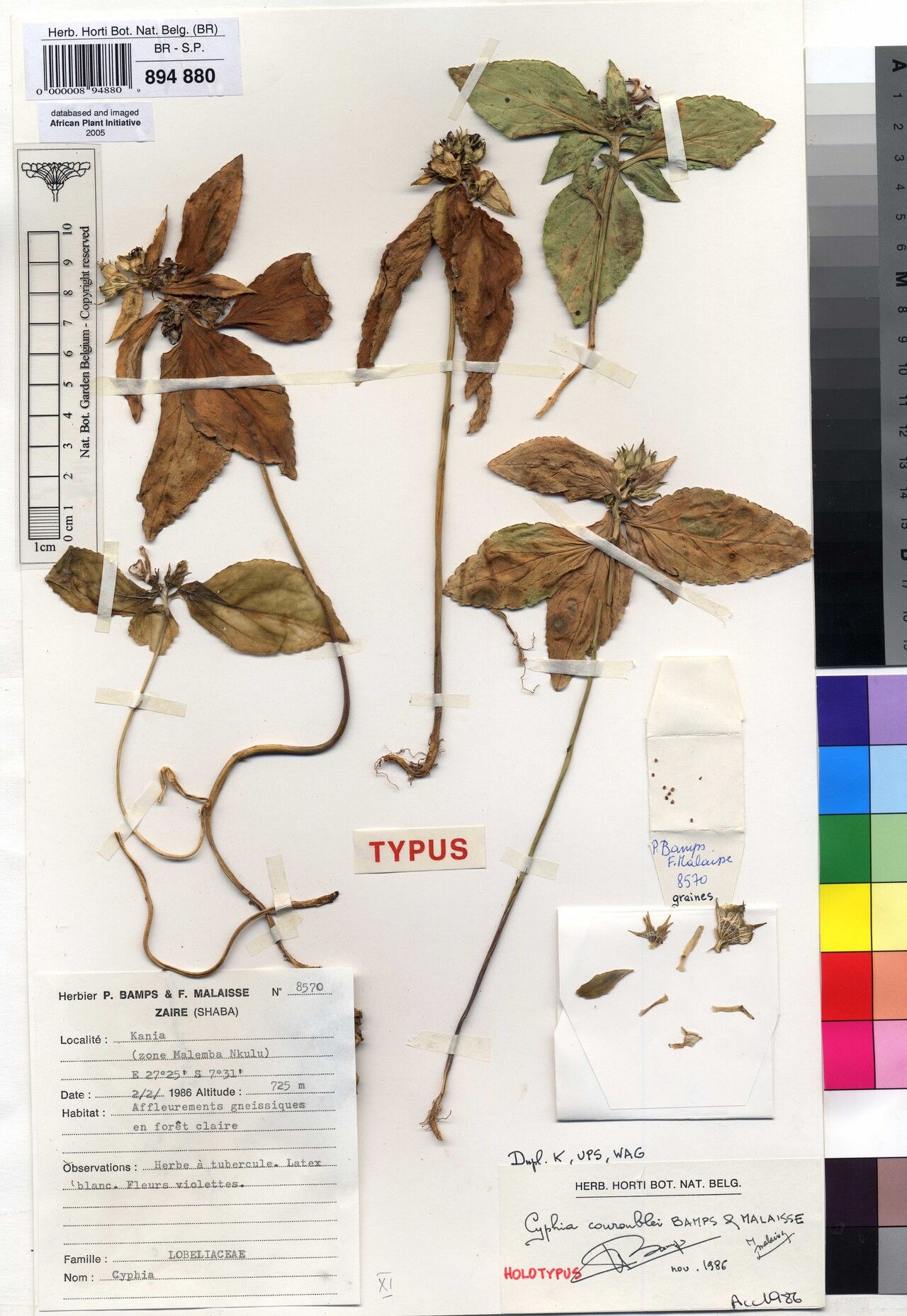 Cyphia couroublei — related species from the same genus