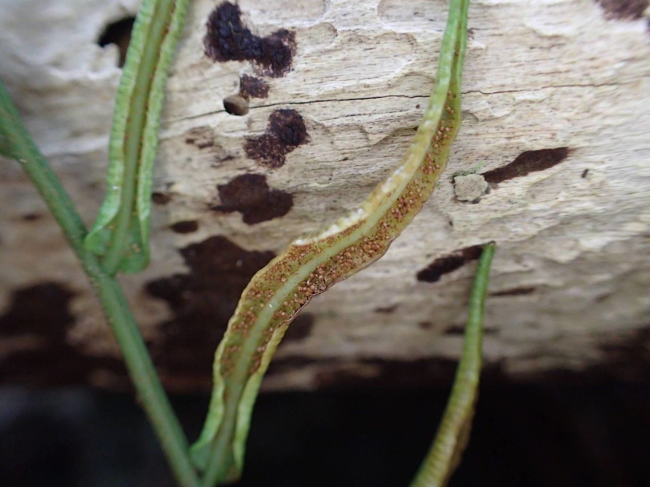 Lomariopsis pollicina fruit