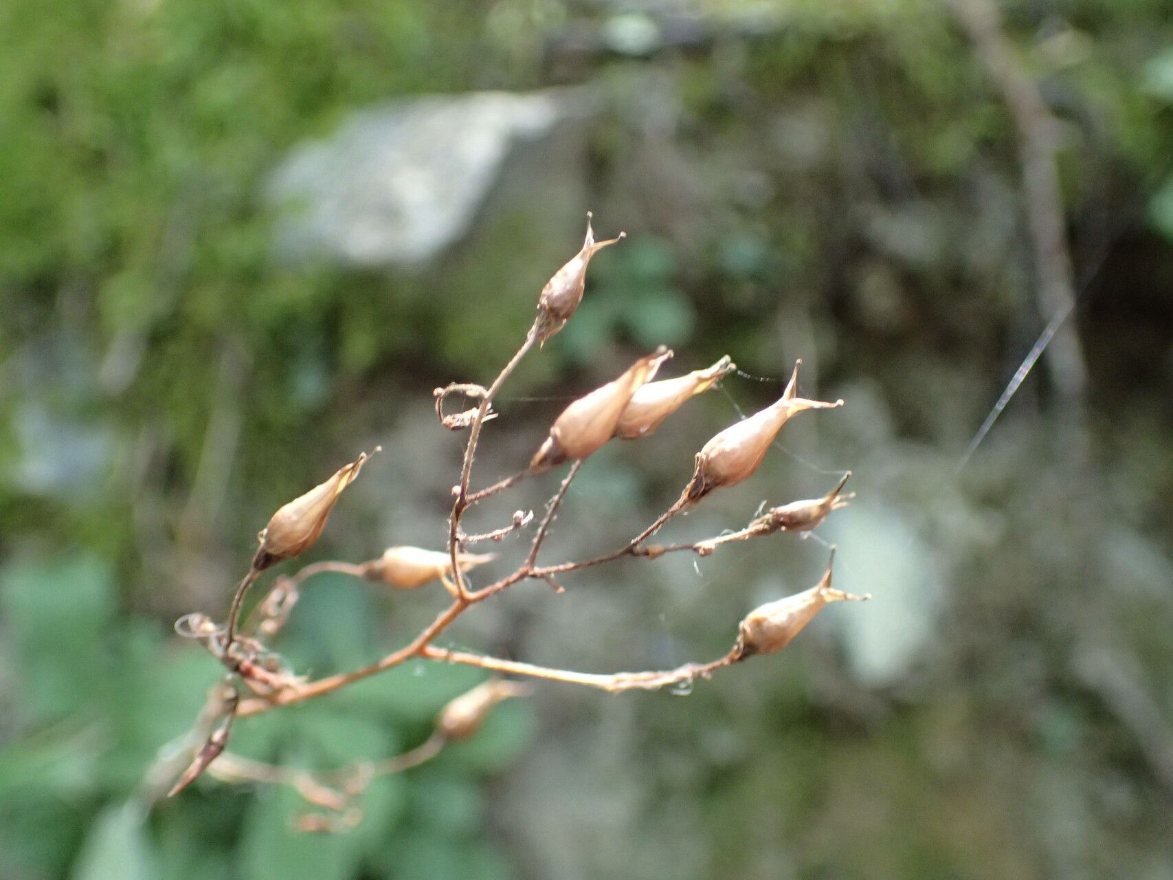 Saxifraga umbrosa fruit