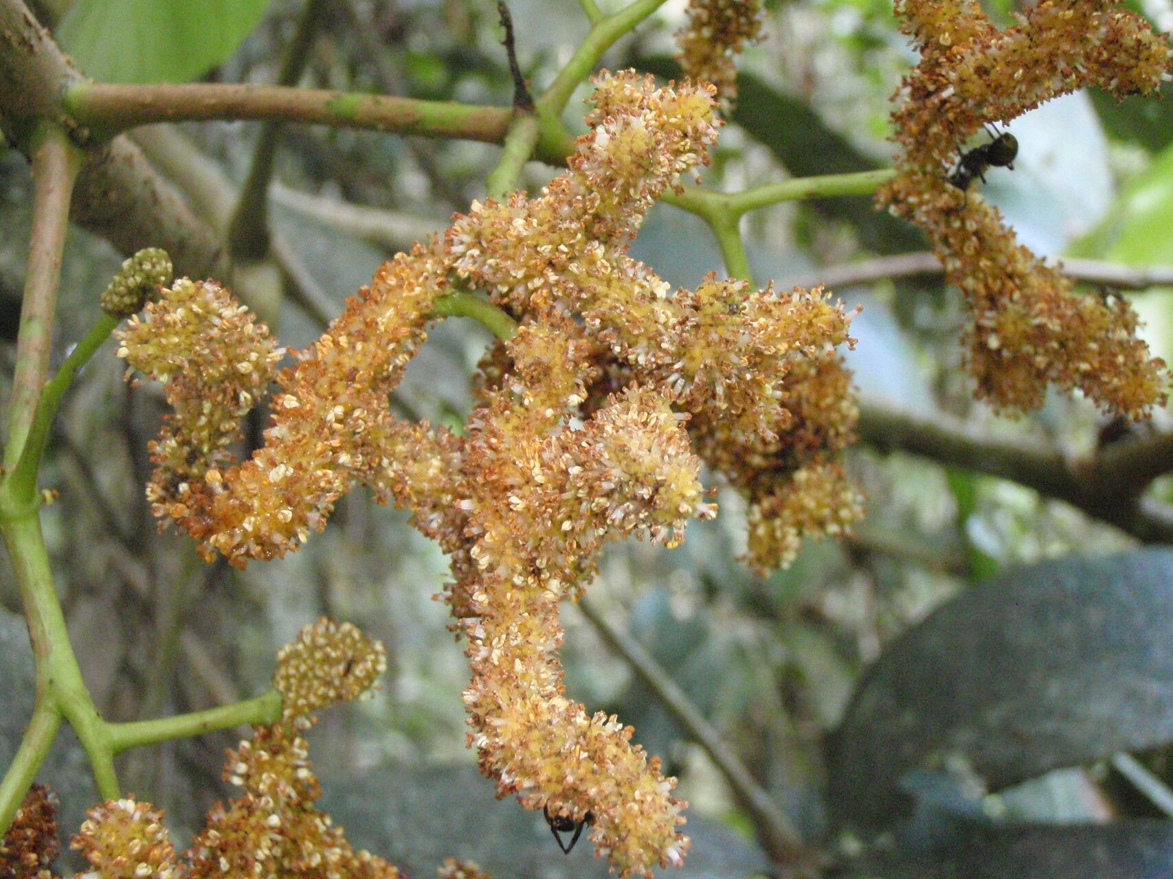Myrianthus holstii flower