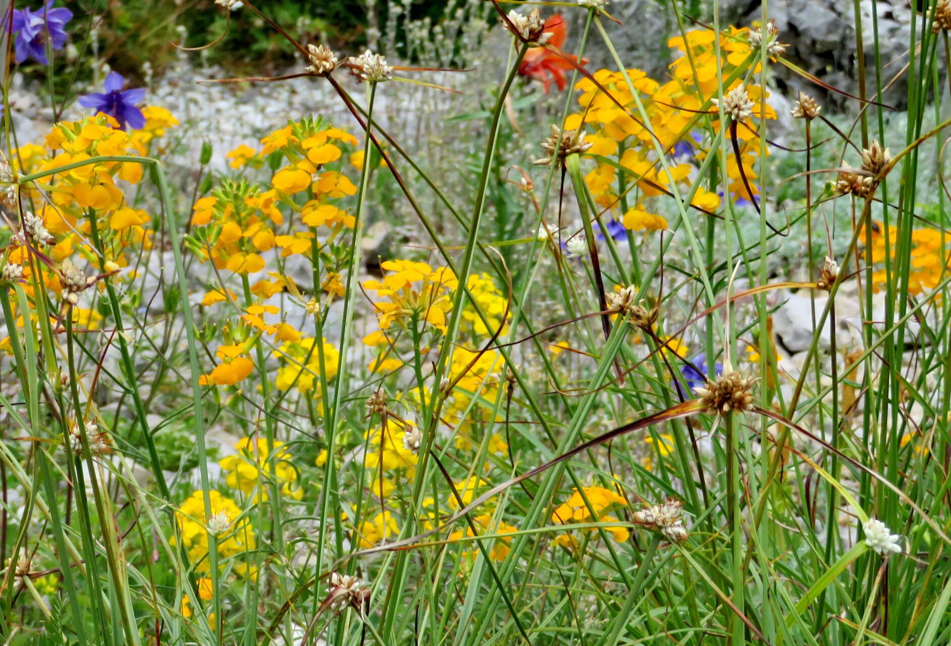 Erysimum aurantiacum habit