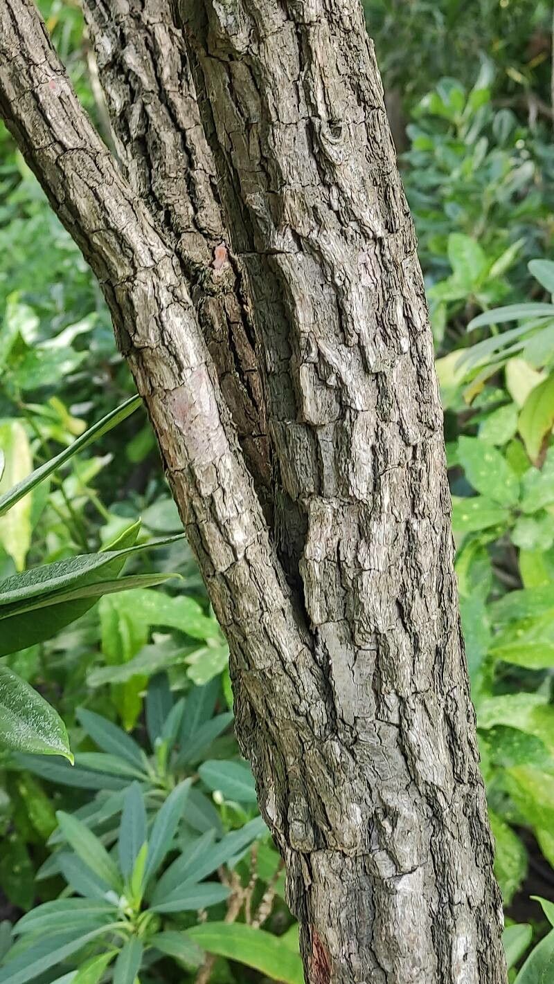 Rhododendron arboreum bark