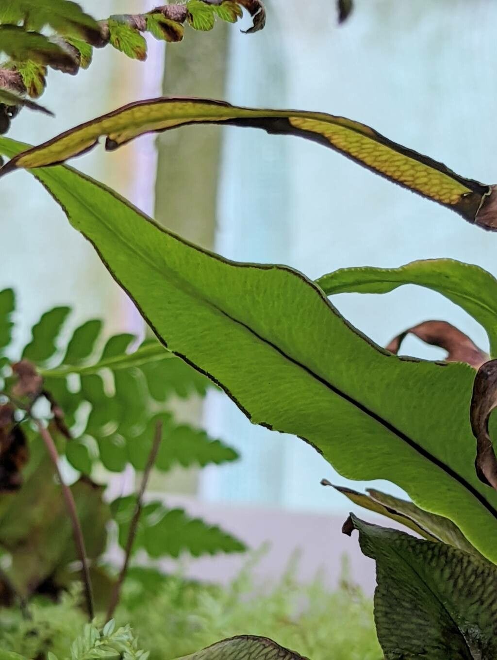 Doryopteris sagittifolia fruit