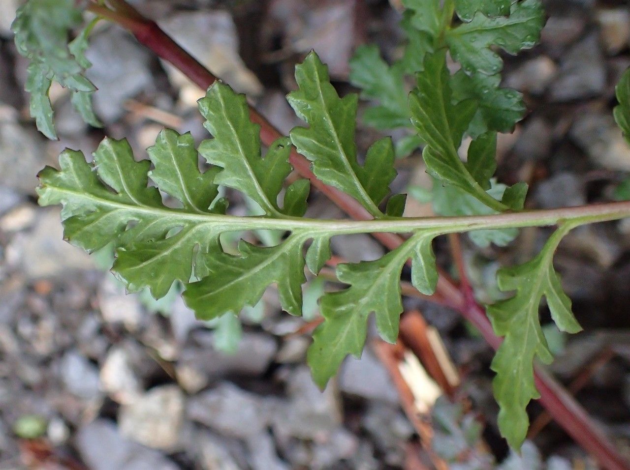 Scrophularia canina — search result for 'Scrophularia'