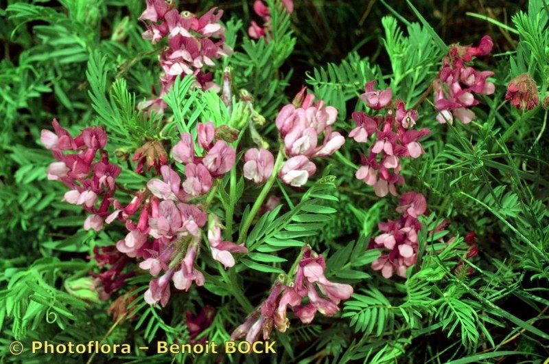 Vicia cusnae habit