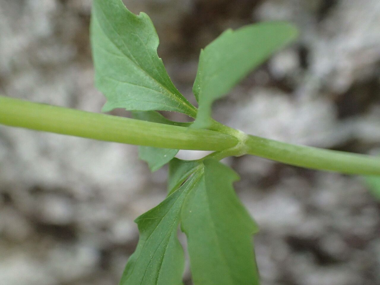 Valeriana tripteris leaf