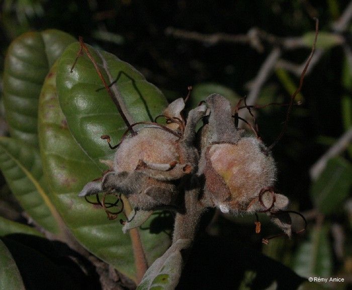 Xanthostemon francii fruit
