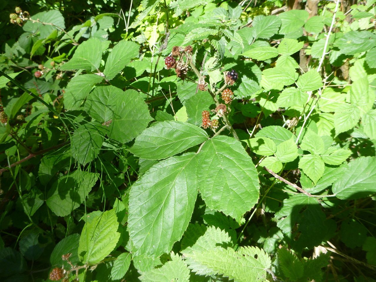 Rubus macrophyllus flower