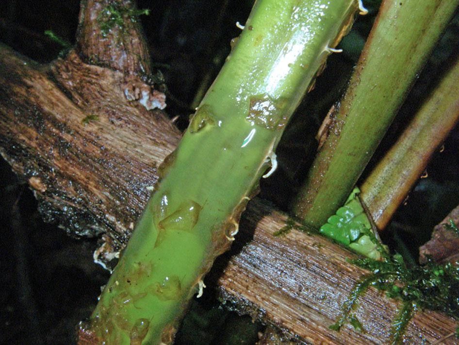 Thelypteris decussata bark
