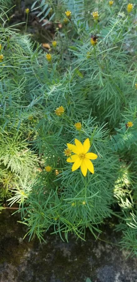 Coreopsis palmata habit