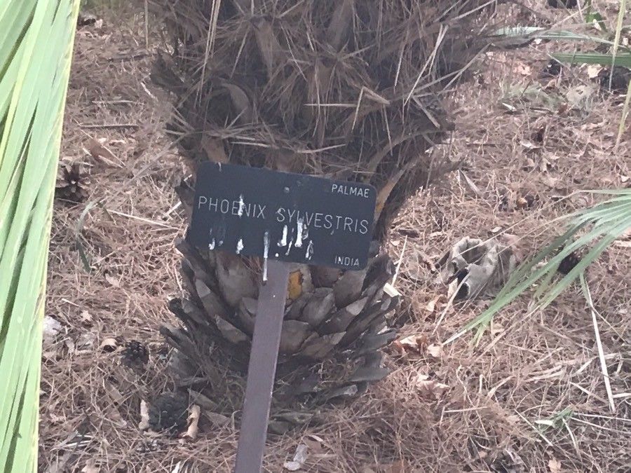 Phoenix sylvestris bark