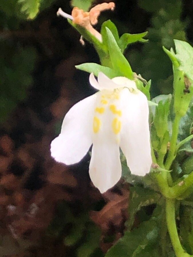 Mazus reptans flower