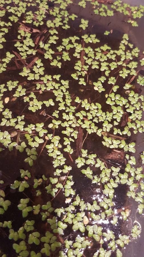 Lemna aequinoctialis leaf