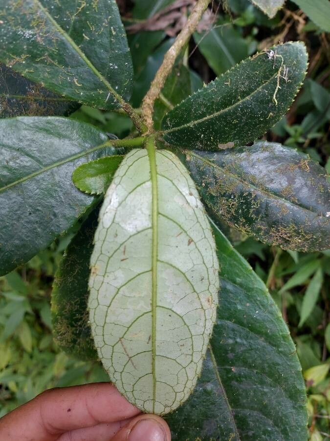 Claoxylon setosum leaf