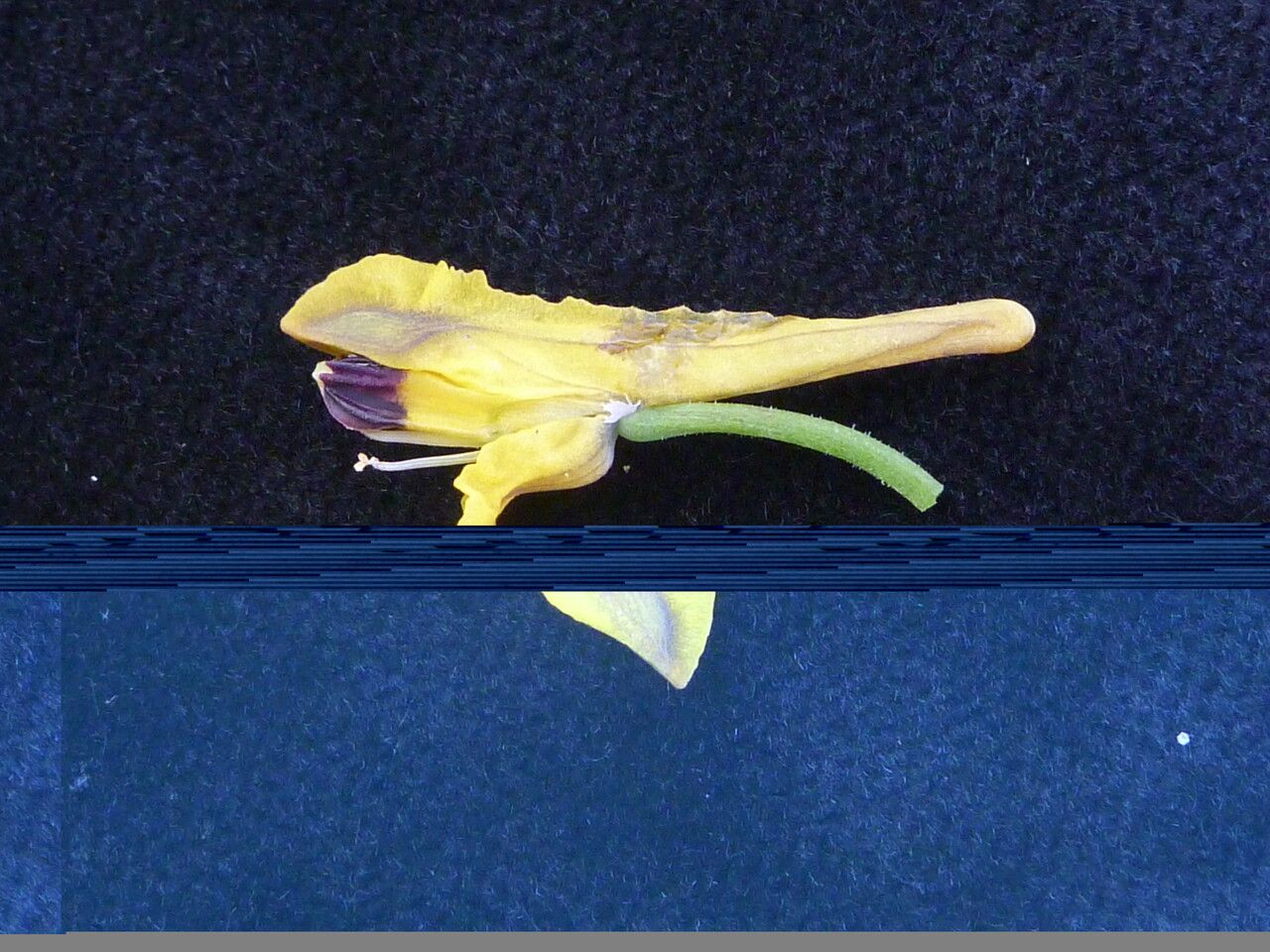 Corydalis elegans habit