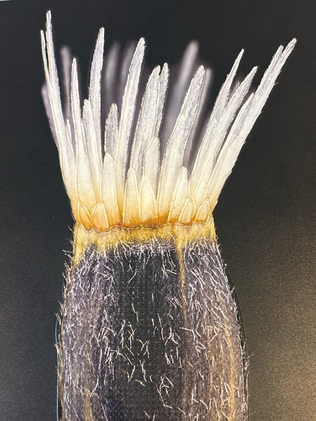 Centaurea citricolor — houseplant care guide