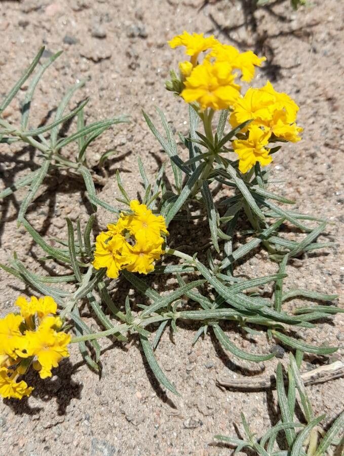 Euploca chrysantha habit